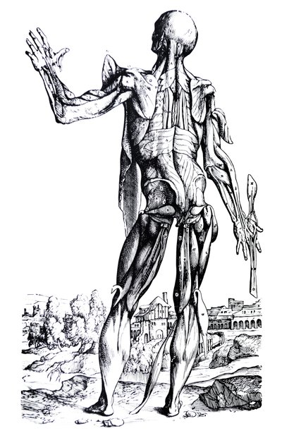 De Humani Corporis Fabricaの2冊目のプレート 作： Andreas Vesalius