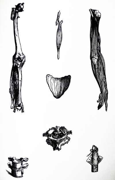 De Humani Corporis Fabricaの2冊目のプレート 作： Andreas Vesalius