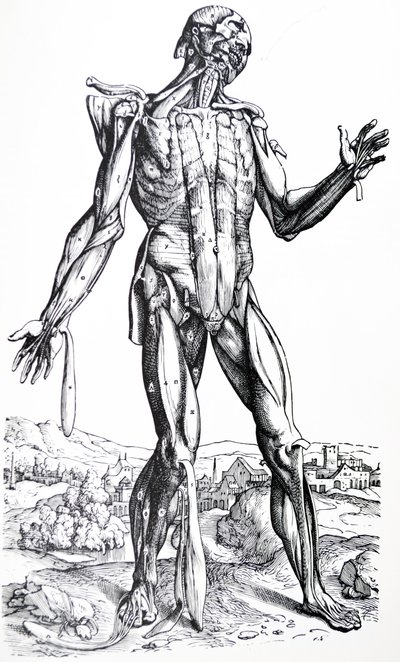 De Humani Corporis Fabricaの2冊目のプレート 作： Andreas Vesalius
