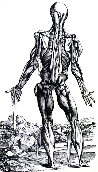 ヴェサリウス解剖図: De corporis humani fabrica libri septem