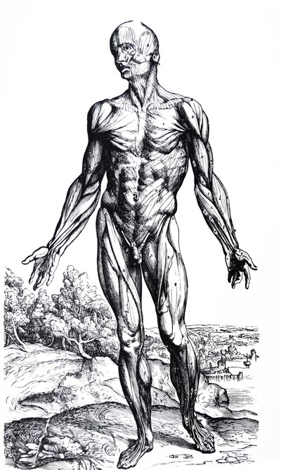 De Humani Corporis Fabricaの2冊目のプレート 作： Andreas Vesalius