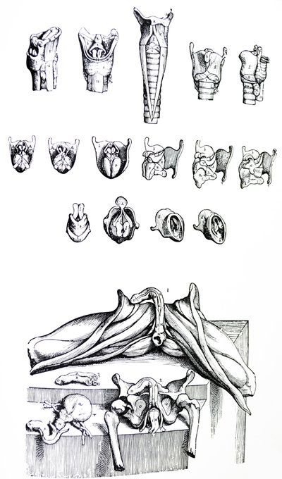 De Humani Corporis Fabricaの2冊目のプレート 作： Andreas Vesalius