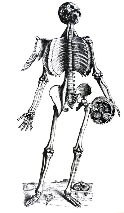 De Humani Corporis Fabricaの7番目の本のプレート 作： Andreas Vesalius