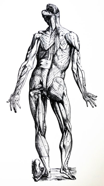 De Humani Corporis Fabricaの7番目の本のプレート 作： Andreas Vesalius