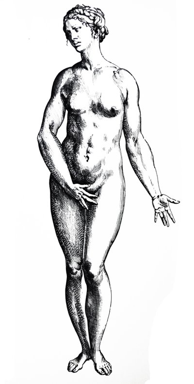 De Humani Corporis Fabricaの7番目の本のプレート 作： Andreas Vesalius