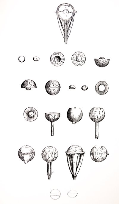 De Humani Corporis Fabricaの7番目の本のプレート 作： Andreas Vesalius