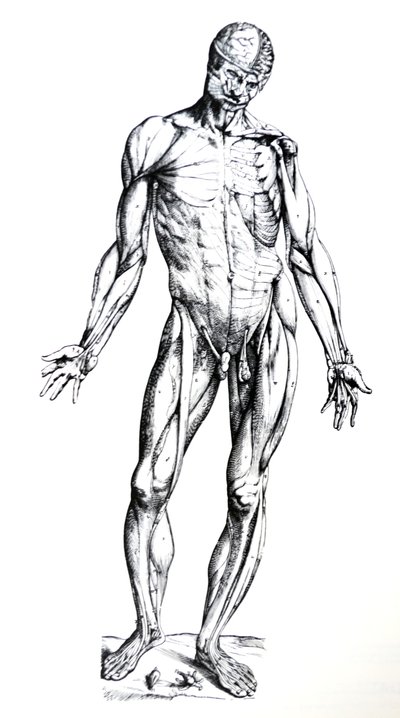 De Humani Corporis Fabricaの7番目の本のプレート 作： Andreas Vesalius