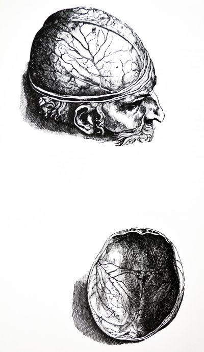 De Humani Corporis Fabricaの7番目の本のプレート 作： Andreas Vesalius