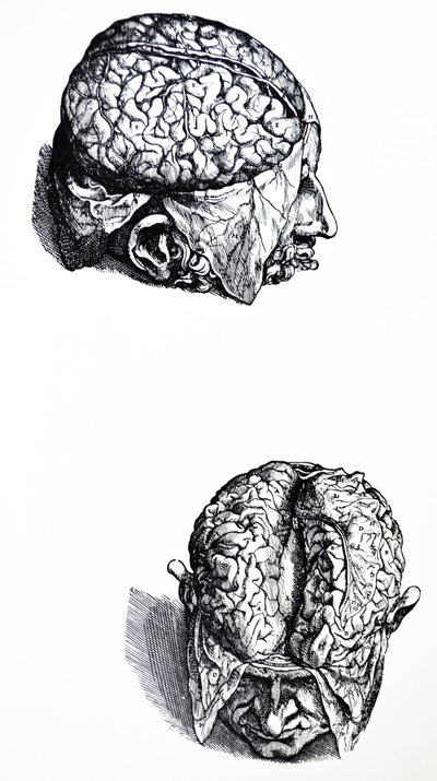 De Humani Corporis Fabricaの7番目の本のプレート 作： Andreas Vesalius