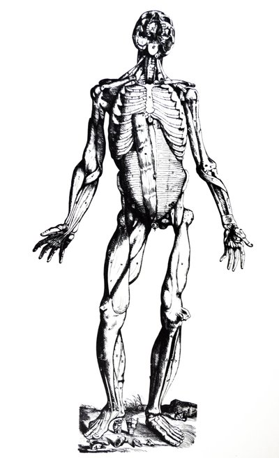 De Humani Corporis Fabricaの7番目の本のプレート 作： Andreas Vesalius