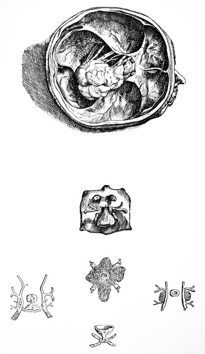 De Humani Corporis Fabricaの7番目の本のプレート 作： Andreas Vesalius
