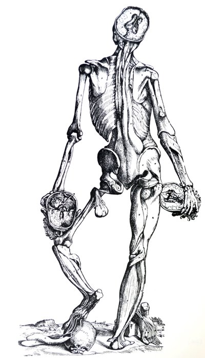 De Humani Corporis Fabricaの7番目の本のプレート 作： Andreas Vesalius
