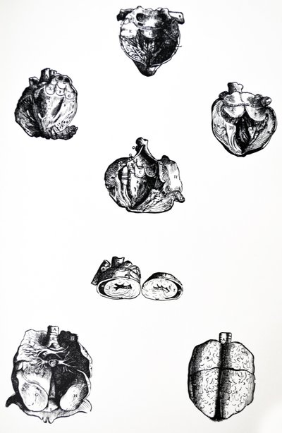 De Humani Corporis Fabricaの6冊目の版 作： Andreas Vesalius