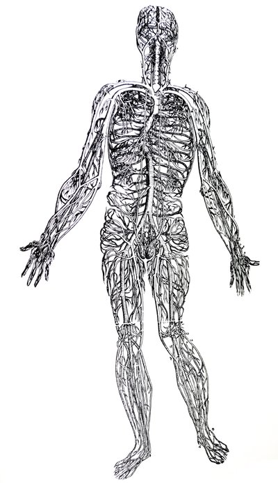 De Humani Corporis Fabricaの3冊目のプレート 作： Andreas Vesalius