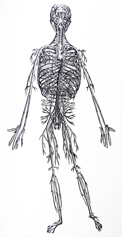 De Humani Corporis Fabricaの3冊目のプレート 作： Andreas Vesalius
