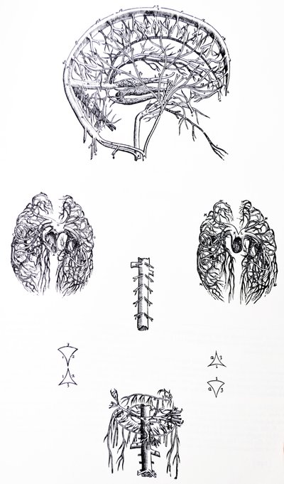 De Humani Corporis Fabricaの3冊目のプレート 作： Andreas Vesalius