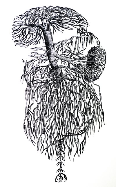 De Humani Corporis Fabricaの3冊目のプレート 作： Andreas Vesalius