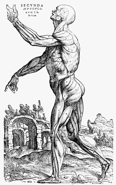 De humani corporis fabrica の Book II からの筋肉の 2 番目のプレート、1543 年 作： Andreas Vesalius