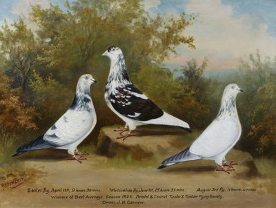 ジャック・カーニューのティプラー鳩とタンブラー鳩、ブリストル・クラブ入賞 作： Andrew Beer