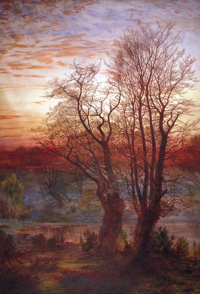 「バーナムブナ」、c1841-1902 作： Andrew MacCallum