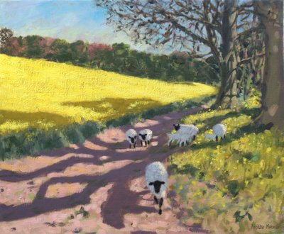 羊と黄色のフィールド、2017年 作： Andrew Macara