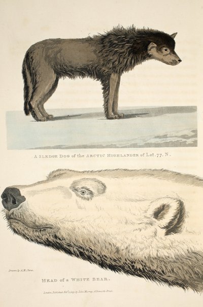 北極圏のハイランダーのそり犬とシロクマの頭、「発見の航海...」のイラスト、1819年 作： Andrew Motz Skene