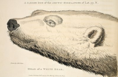 ホワイトベアの頭、「発見の航海...」のイラスト、1819年（手描きの彫刻） 作： Andrew Motz Skene