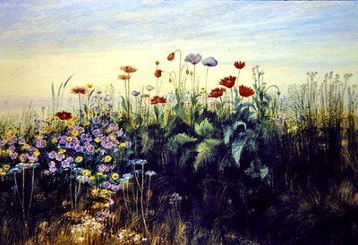 野の花（水彩・紙） 作： Andrew Nicholl
