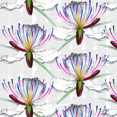 ケーパーの花、2017年、水彩、インク 作： Andrew Watson