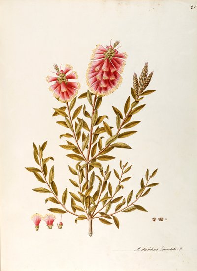 クリムゾン ブラシノキ (Callistemon citrinus Stapf)、フトモモ科、しつこい葉を持つ低木、オーストラリア原産、水彩画 作： Angela Rossi Bottione
