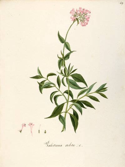 バレリアン科、レッド バレリアン (Centranthus ruber)、花壇やロッキー ガーデン用の草本多年生植物、イタリアで自然発生、Angela Rossi Bottione と同僚作、水彩 作： Angela Rossi Bottione