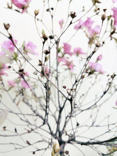 穏やかな春の花 作： 
