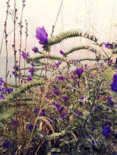 海に広がる紫の花 作： Angelo Cerantola