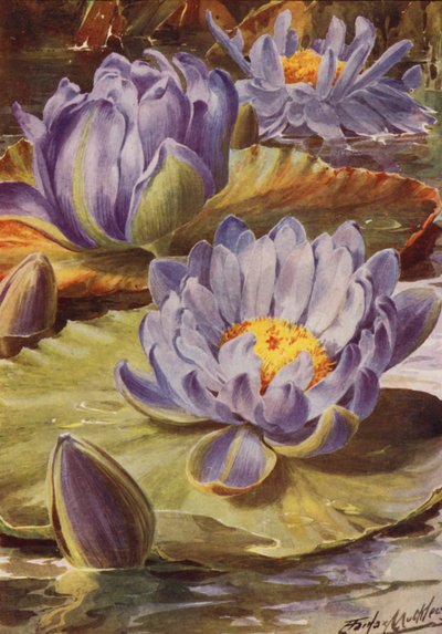 Nymphea Gigantea Hudsonii、見事な青い睡蓮（カラーリトグラフ） 作： Angelo Fairfax Muckley