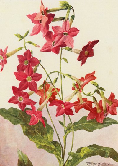 美しいタバコの花、ニコチアナ・サンデラエ（カラーリトグラフ） 作： Angelo Fairfax Muckley