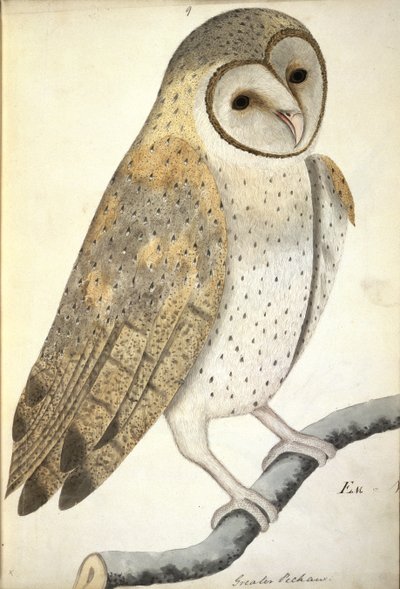 メンフクロウ、「Greater Pechaw」、1798～1805年頃（紙に水彩） 作： Anglo Indian School
