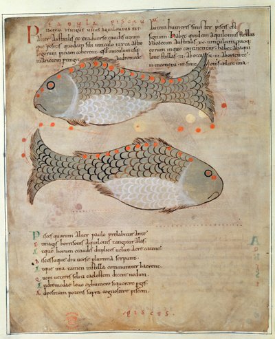 Cott Tib B V Par I 33v 「東の驚異」の星座うお座、1030年頃（ベラム） 作： Anglo Saxon