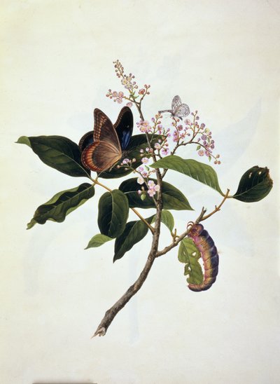 植物の蝶と毛虫 作： Anglo Indian School