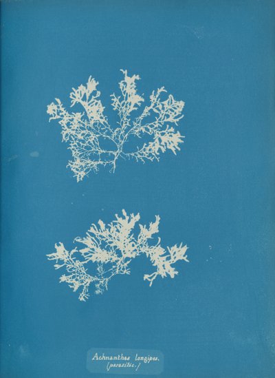 アクナンテス・ロンギペス。 寄生。 1853年。 作： Anna Atkins