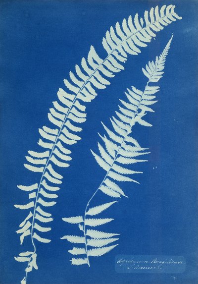 Asplenium Braziliense、南アメリカ、1850年頃 作： Anna Atkins