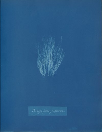 Bangia fusco-purpurea、カリフォルニア州。 1853年。 作： Anna Atkins
