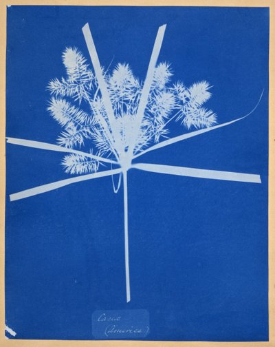 カリックス（アメリカ） 作： Anna Atkins