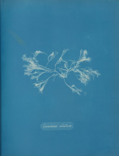 繊毛状セラミック、約。 1853年 作： Anna Atkins