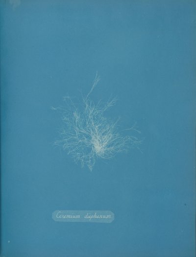 透明なセラミック、約。 1853年 作： Anna Atkins