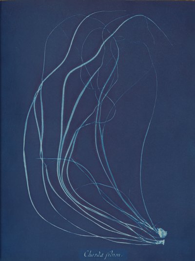 ワイヤーストリング、約。 1853年 作： Anna Atkins