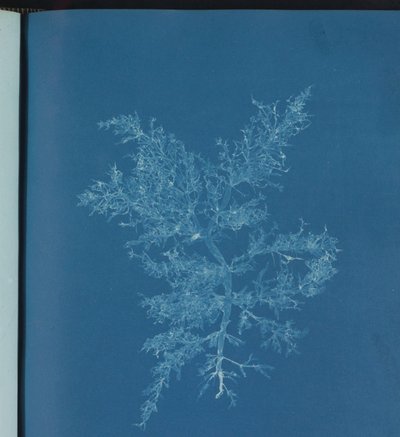 Chylocladia kaliformis 作： アンナ・アトキンス