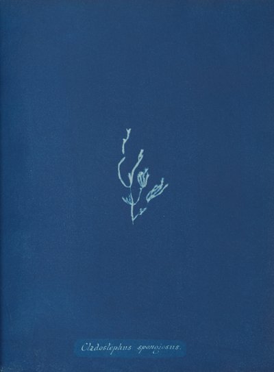 Cladostephus spongiosus、カリフォルニア州。 1853年 作： Anna Atkins