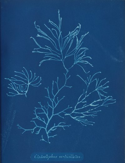 Cladostephus verticillatus、カリフォルニア州。 1853年 作： Anna Atkins