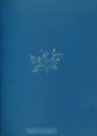 Cystoseira barbata、カリフォルニア州。 1853年。 作： Anna Atkins