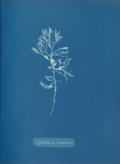 Cystoseira ericoides、ca。 1853年。 作： Anna Atkins